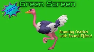 Free to use Green Screen Animation Running Ostrich with Sound Effect