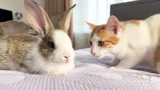 Funny Kittens Shocked to Meet a New Rabbit