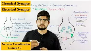 Synapse and its Types