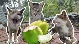 Can Cat Eat Coconut? My Cat Reaction To Coconut & My Sharing About Letting Pet Eating Coconut