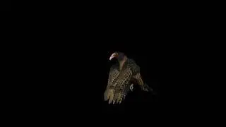 Turkey Vulture Buzzard Bird