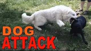 Great Pyrenees VS. Pit Bull Mix