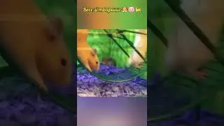 Веселі тварини 🐶🐷🐈 #shorts #тварини #funnyanimals