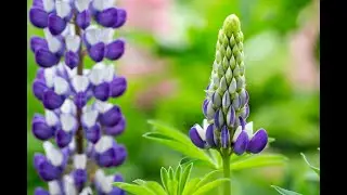 Creative Flower Macro Photography With Lupines