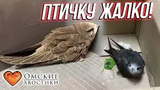 Птичку ЖАЛКО! | Стриж