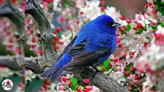 🐦 Birds Sound Relaxation - Nature Sound Music for Meditation - Birds Chirping, Birds Singing, Calm🎼