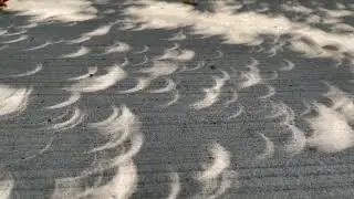 Weird Crescent Shaped Tree Shadows During Solar Eclipse 2024