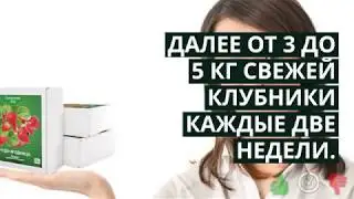 Чудо ягодница сказочный сбор - чудо ягодница сказочный сбор | выращивай клубнику дома!