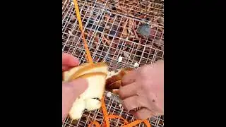 How NOT to use a fish trap