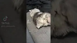 Cats in heat be like #cat #persiancat #pets