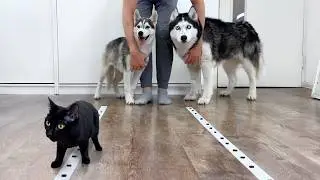 Exciting Competition Between Puppies And Adult Huskies