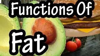 Functions Of Fat - How The Body Uses Fats - Importance Of Fats In The Body Explained