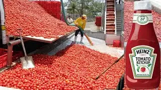 How Tomato Ketchup Is Made | Tomato Harvesting And Processing Process With Modern Technology