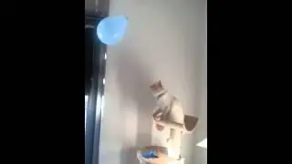 Cat plays with balloon red point Birman