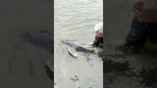 Giant catfish UK fishing 2024 132lb caught and released #catfishing #bigfish #monsterfish