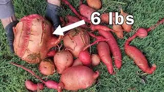 Massive Sweet Potato Harvested from Straw Bale - A Must-See!