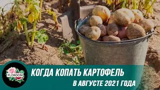 Когда копать картофель в августе 2021 года: благоприятные дни