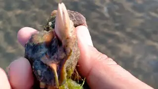Рапан - кошмар черного моря, но вкусный деликатес и красивый сувенир. Повторять на свой страх и риск