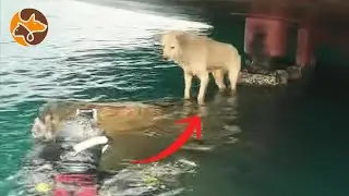 A Stray Dog Adrift at Sea for Days Finally Gets Rescued丨Pawsitive Journeys