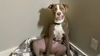 Dogs Who Fail At Being Dogs 😂SPECIAL FUNNY DOGS EDITION