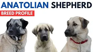 Anatolian Shepherd Dog Breed Profile History Price - Traits - Anatolian Shepherd Dog Grooming Needs