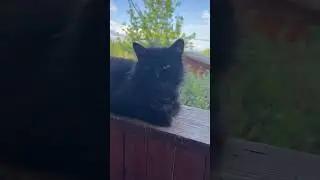 Дело было вечером 🐈🐈🐈🐈‍⬛🐈‍⬛🐕