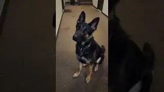 German Shepherd loves hide and seek 😁