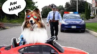 Traffic Violation: Speeding Dog Pulled Over! 🚗🐶🚔 Sub & Share! e368