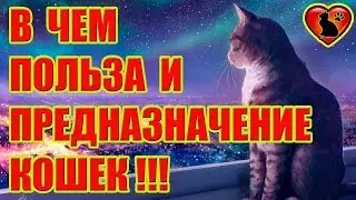 Так вот в чем Польза и Предназначение Кошек!