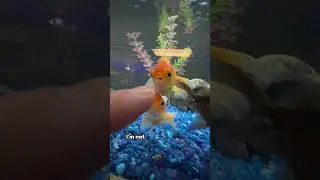 NEW GOLDFISH TANK