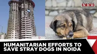 Noida Twin Towers Demolition | Humanitarian Efforts To Save Stray Dogs | Noida News | English News