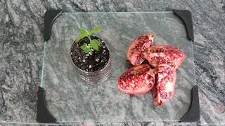 How to Grow a Pomegranate Tree from Seed. Works Every Time!