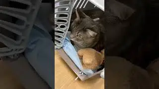 Как подготовить кота к поездке к ветеринару 🙀 