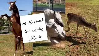 اغرب رد فعل لفحل زعيم مع ابنه وتحدى مع حصان بيشب ويضرب وتجربة الخيل مع الغزلان لاول مرة