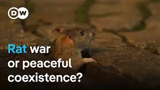 Urban rats - The unknown residents of the underworld | DW Documentary