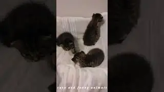 Tiny kittens take their first steps into the world😍🙈