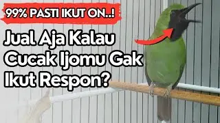 Pancingan cucak ijo biar emosi jamtrok