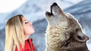 WHY DO WOLVES HOWL? - I explain the different howls & what they mean