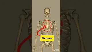 Sternum Bone #3D #shortvideo #animation #shorts#ytshorts