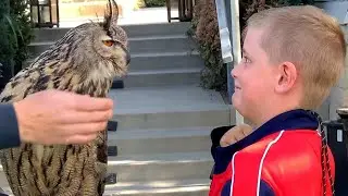 Superb Owls! 🦉| BEST Compilation of Amazing OWLS