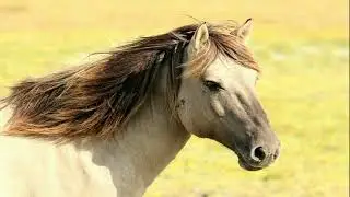 Cavalos Relinchando Na Natureza