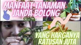 Ini Manfaat Tanaman Janda Bolong Yang Harganya Mahal Ternyata Amat Bagus Jika Di Taruh Dalam Ruangan