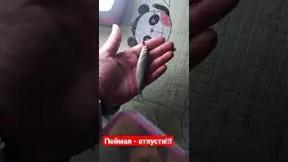 Поймал-отпусти