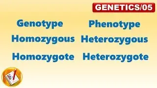 Genotype, Phenotype, Homozygous, Heterozygous, Homozygote, Heterozygote (FL-Genetics/05)