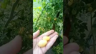 Томат Бешеные плоды Барри черри