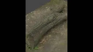 Photogrammetry 3D Scan Tree