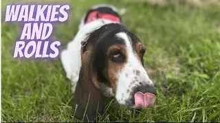 Sherlock the Basset - Walkies to my new garden
