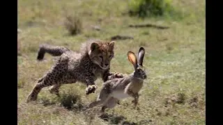 Cheetah cub learns how to hunt and kill a scrub hare