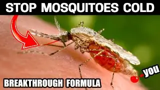 How to Get Rid of Mosquitoes Naturally - Small - Medium & Large