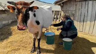 Making Village Cheese According To The Primitive Recipe Of Our Ancestors!